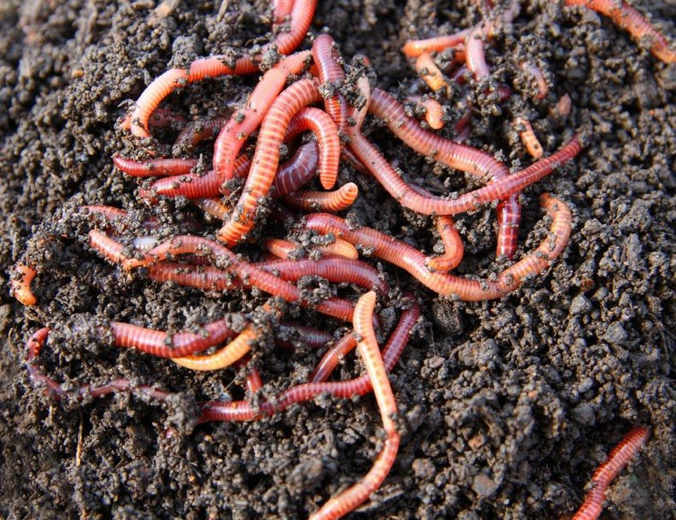 worms1 2 worms1 2